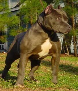 pitbull.jpg