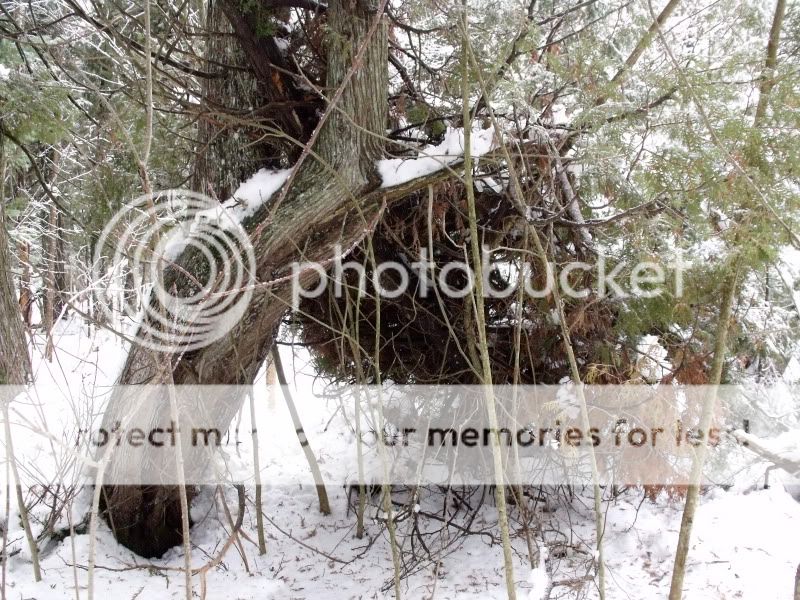 BoxingDaySnowshoeing013.jpg