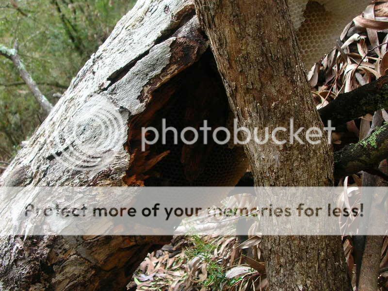 Hunguptree.jpg