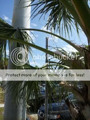 palm2.jpg