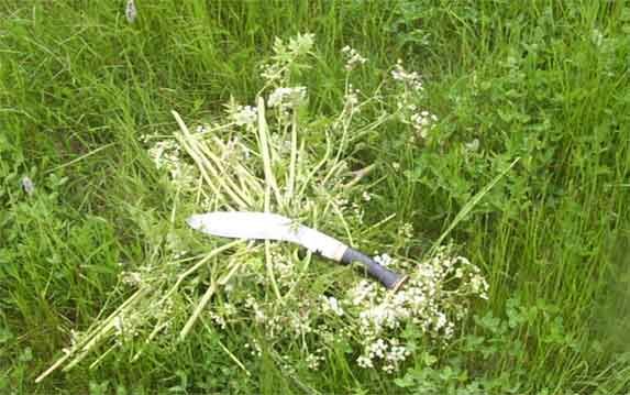 18_ak_weeds.jpg