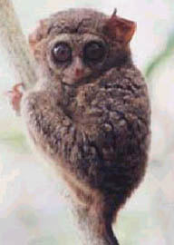 tarsier.jpg