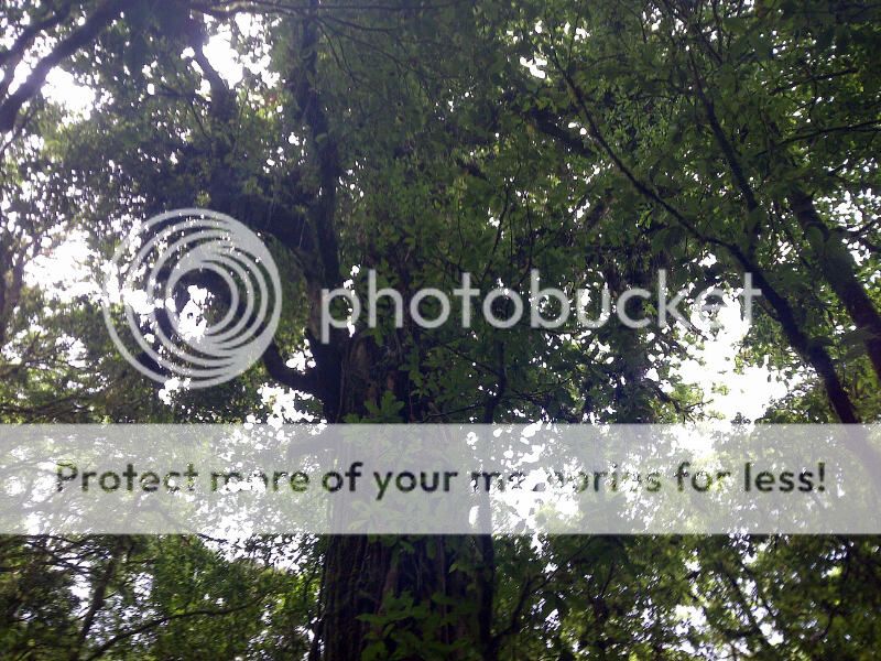 IMG-20140519-00055_zps57d33bb6.jpg