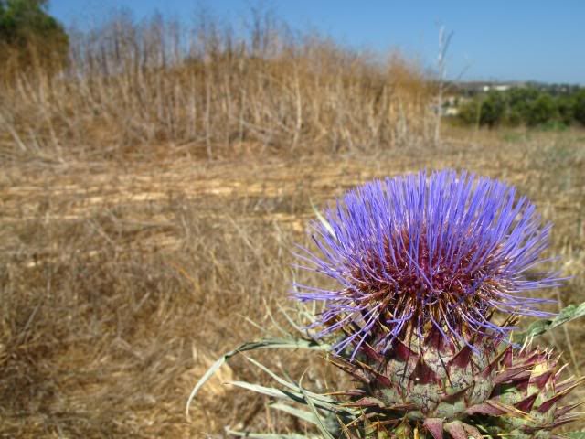 IMG_3414-1.jpg