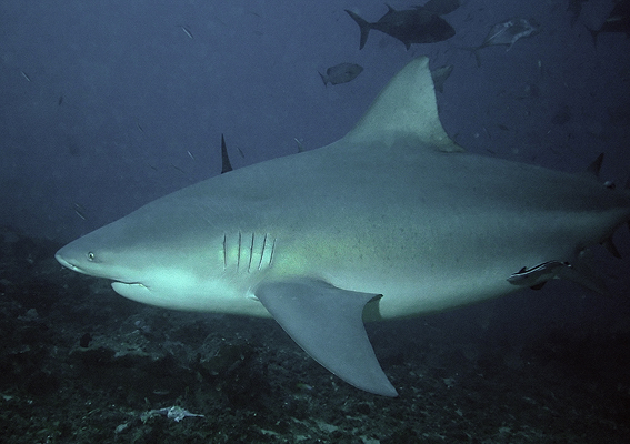 Bullshark_Beqa_Fiji_2007.jpg