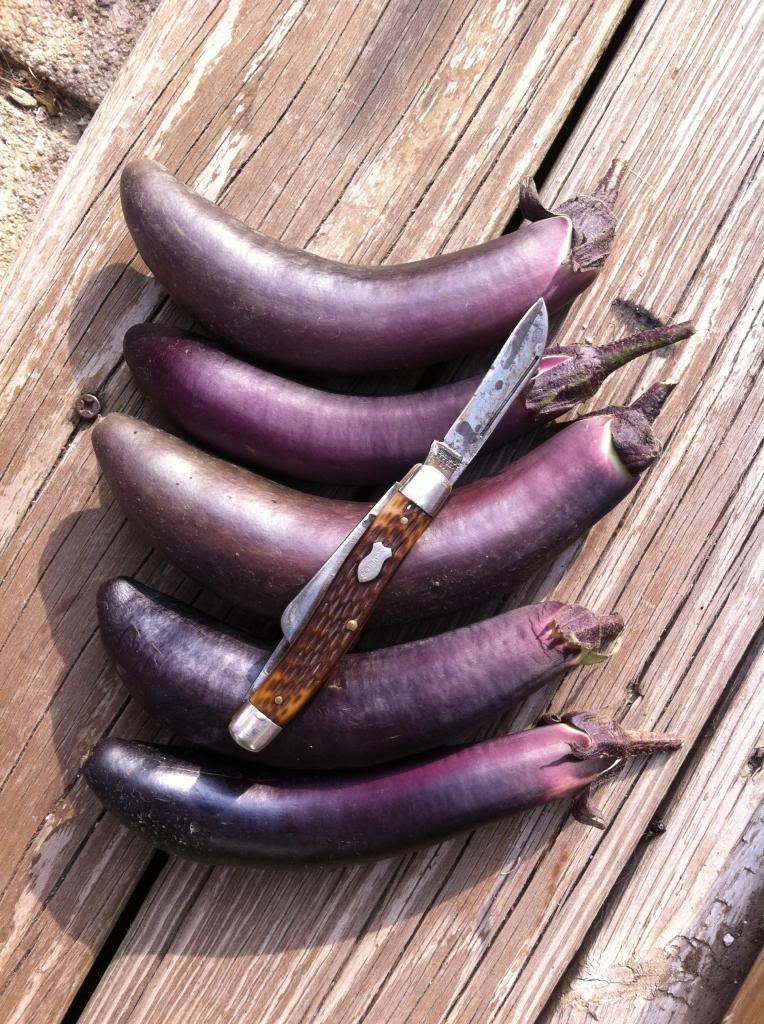 eggplant_zps92385059.jpg