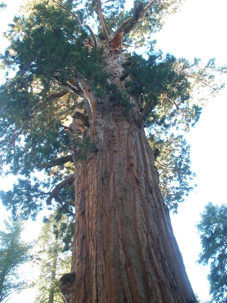 GiantForest11-17-07118.jpg