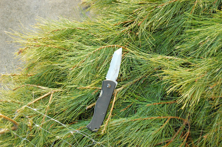 DSC_7637.JPG