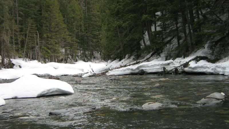 beaver2011018.jpg