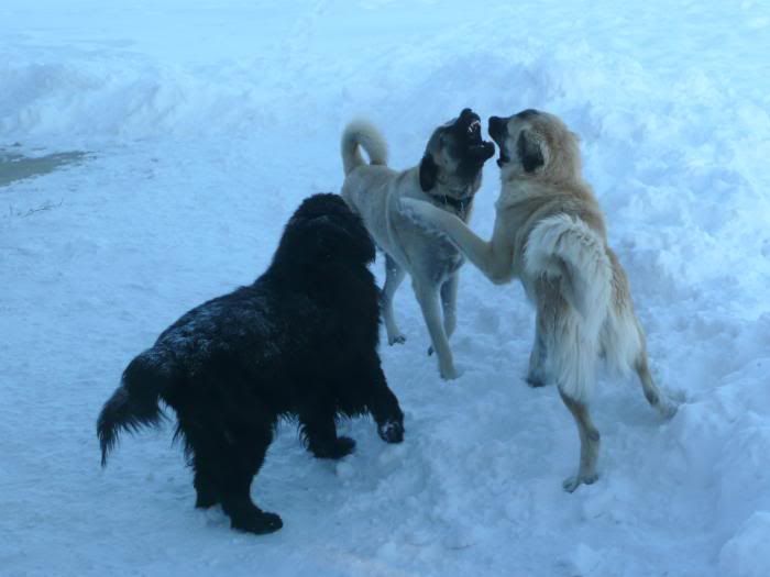 P1010243fullOzzieBaxterMunch2-13-20.jpg