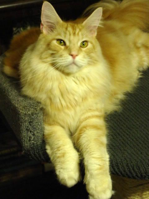 goodcat.jpg