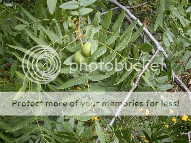namethatplant.jpg