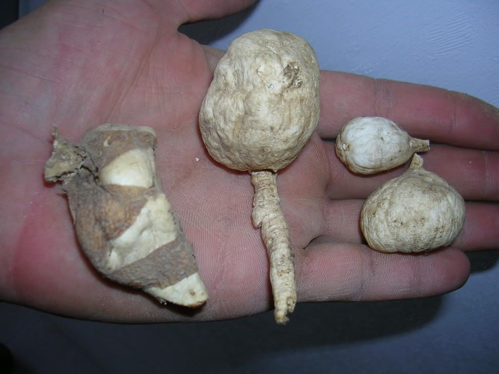 DSCN0569.jpg