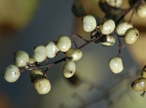 poison_sumac_white_berries.jpg