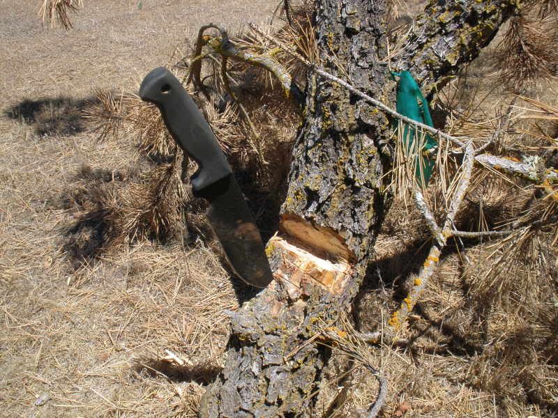 Ratsintheyard007.jpg