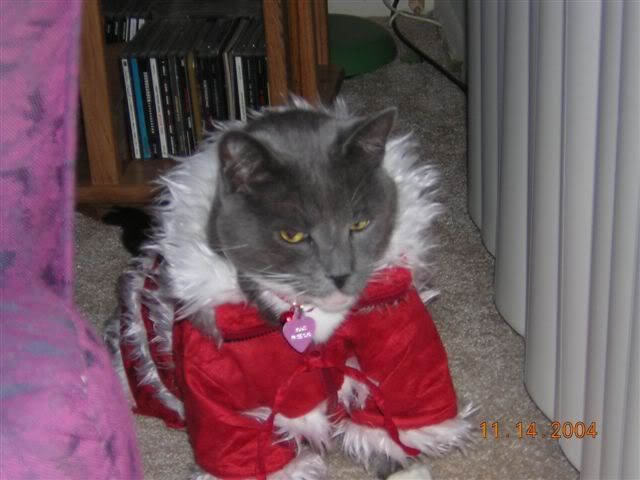 christmascat.jpg