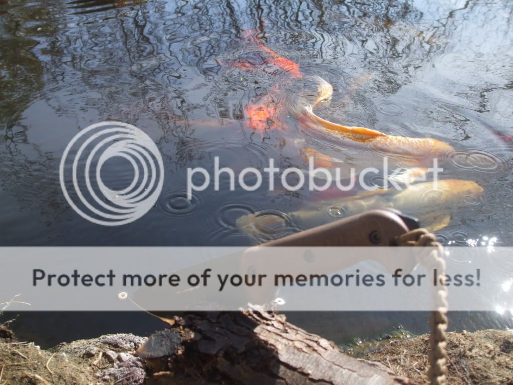pondbeckerpics021.jpg