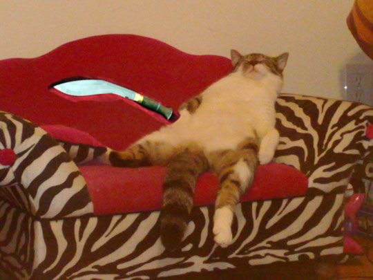 Badkittysleepsonthecouch-vi.jpg