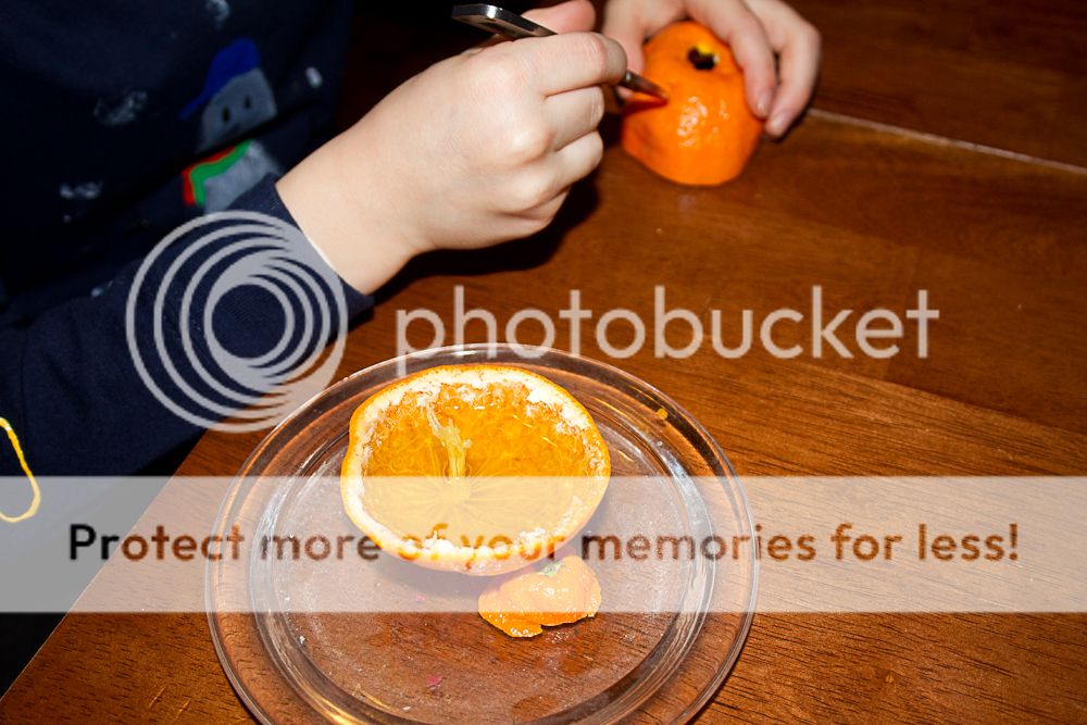 IMG_8257_zps1d79da1d.jpg