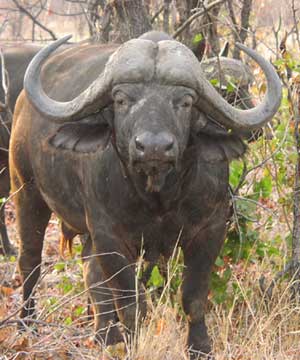 water-buffalo.jpg