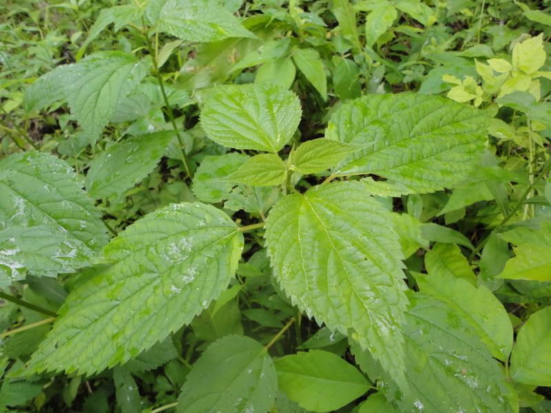 MOriver015.jpg