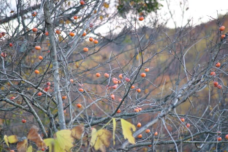 DSC_8481.jpg