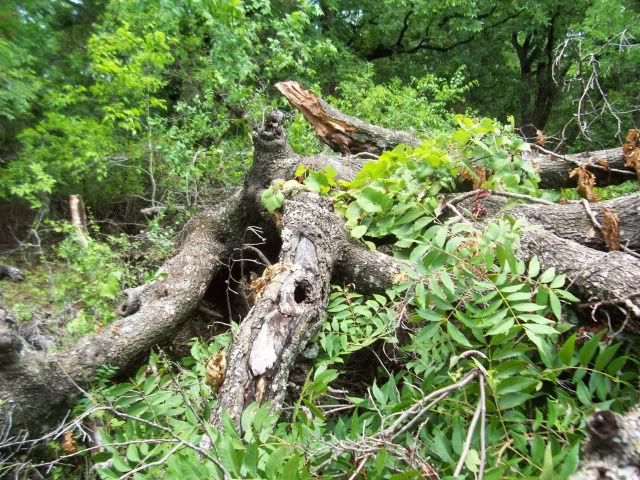 102_3741.jpg
