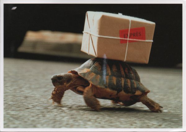 tortoise+mail.jpg