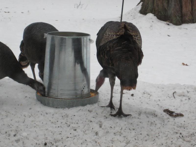 moreturkeys002.jpg