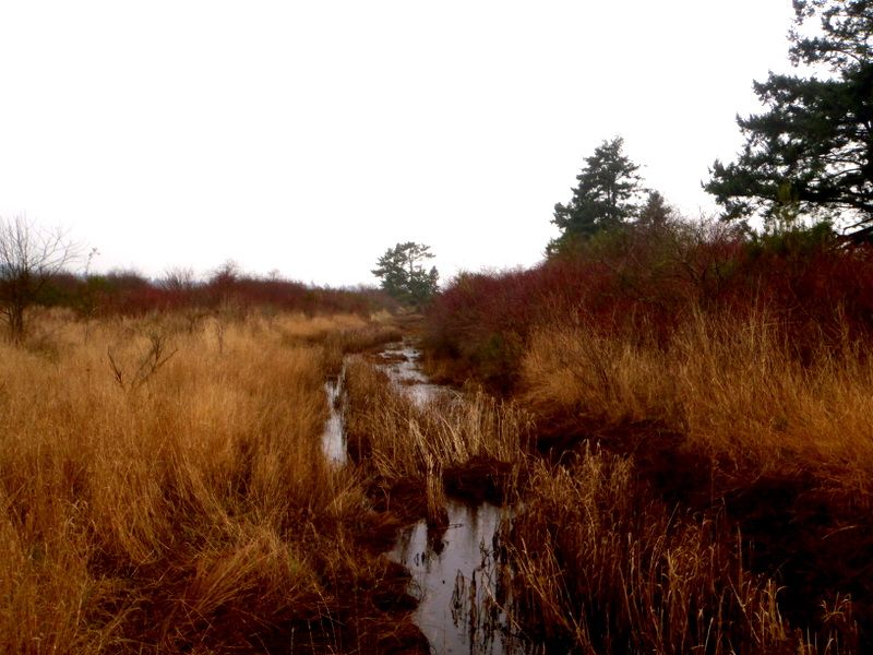 IslandViewWinter2012001-1_zps702f03da.jpg
