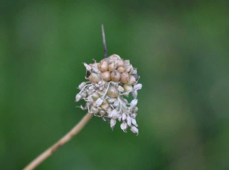 DSC_3095.jpg