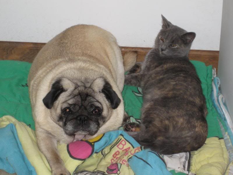 pets002.jpg