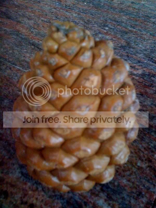 Pinecone.jpg