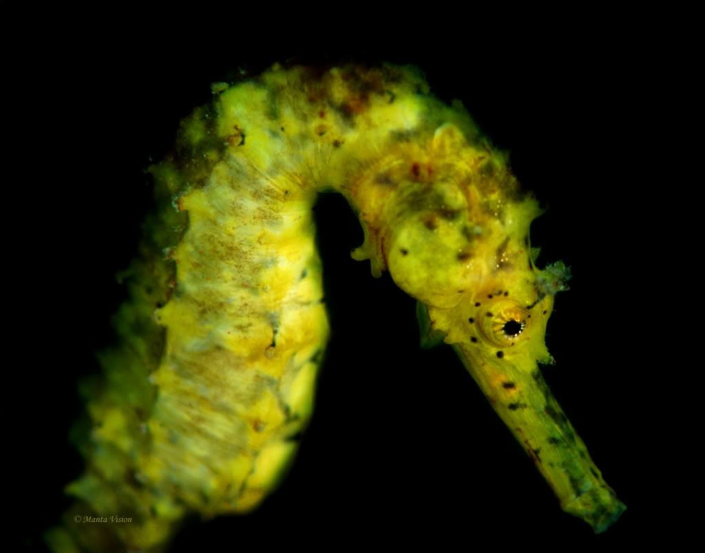 Thailand-SeaHorse.jpg