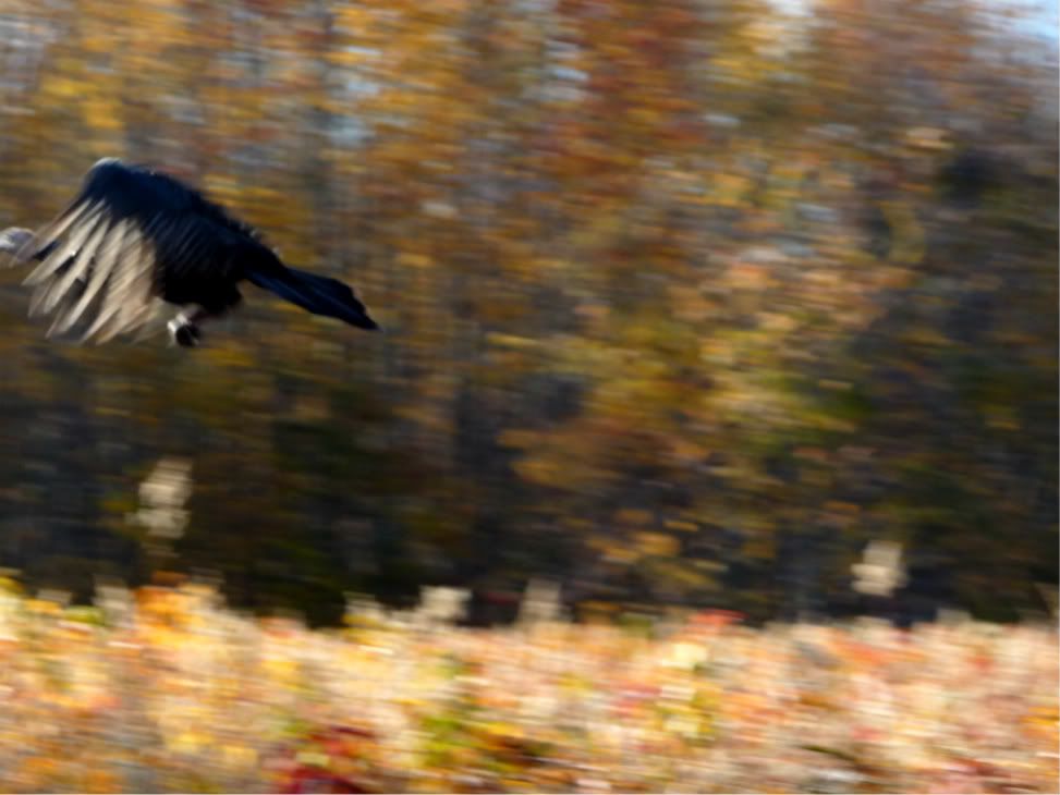 marshlandswildlife031.jpg