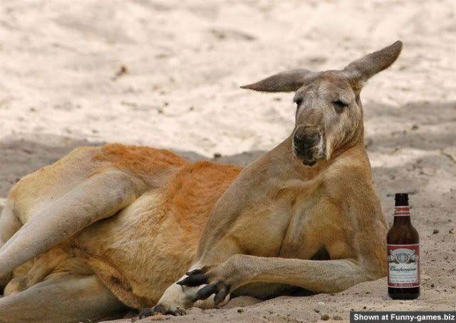 18-drunkkangaroo.jpg
