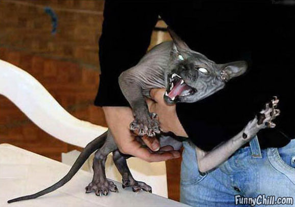 scary-cat-1.jpg