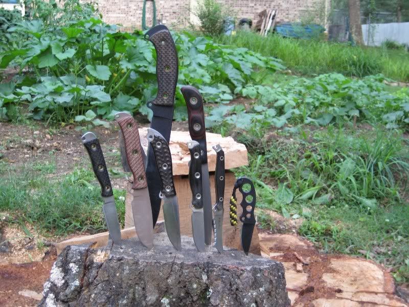 stump_2.jpg