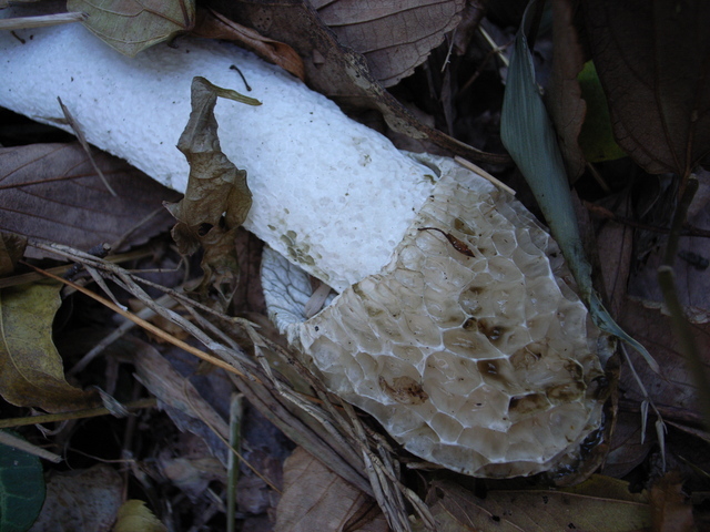 2010.11.26.R0022631.JPG