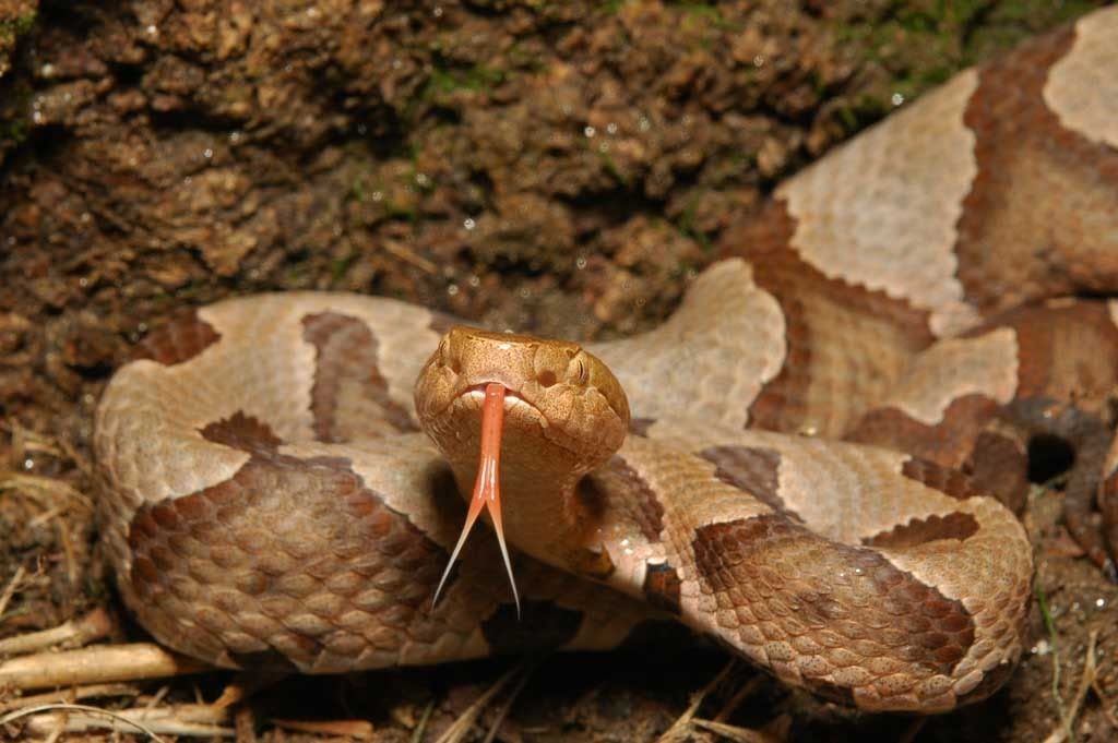 copperhead1.jpg
