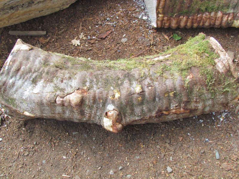 cs004.jpg