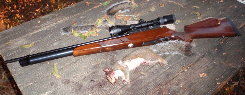 Squirrel%208%20of%202016-2017.jpg