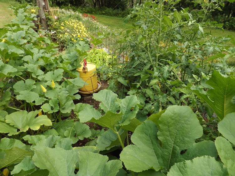 DSCF2250GARDENSQUASHGHECKO750MED_zpsc0033799.jpg