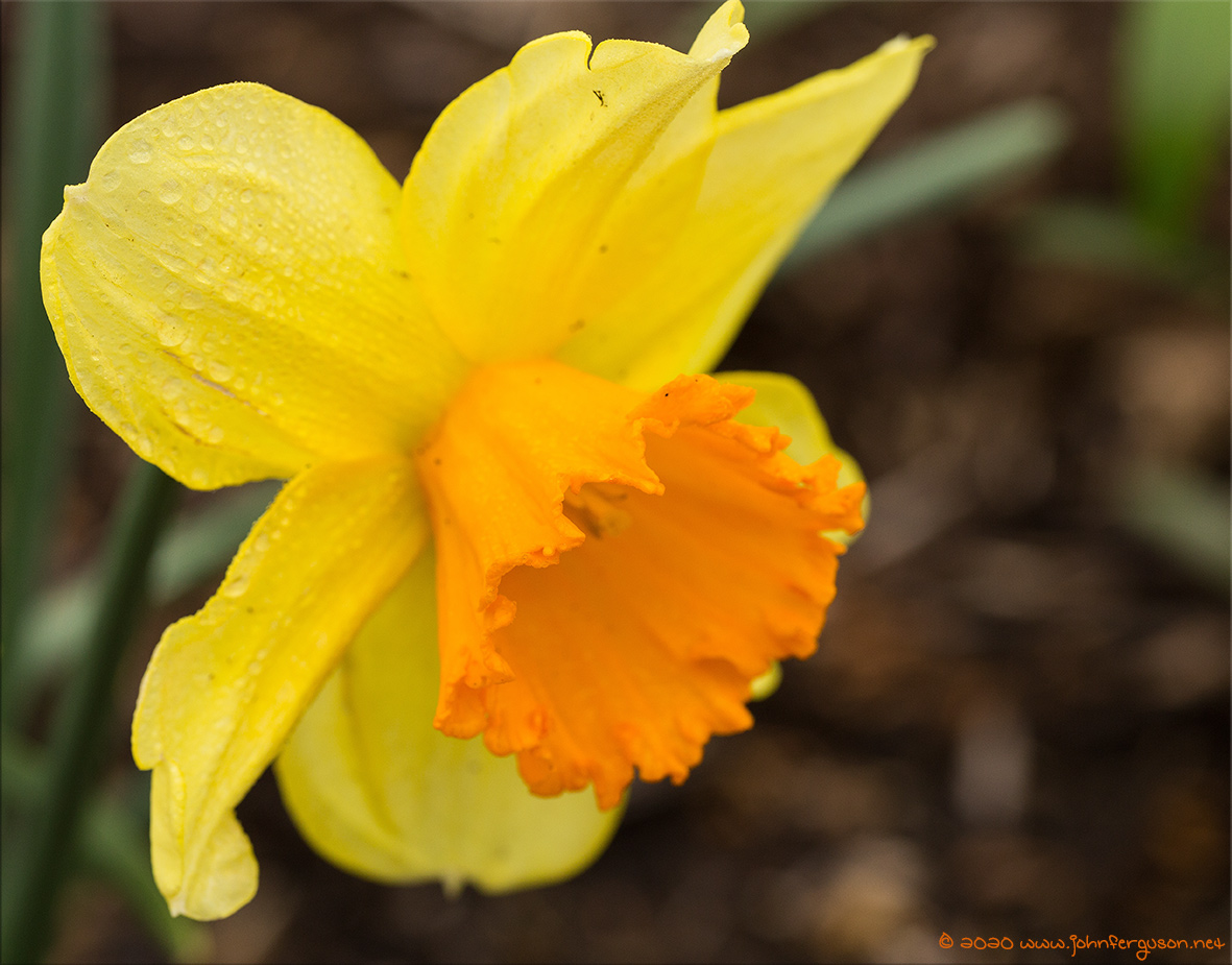flower-4.jpg