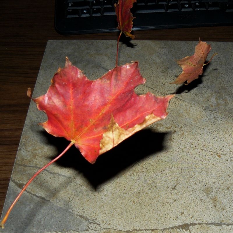 10-25-2012fall008.jpg