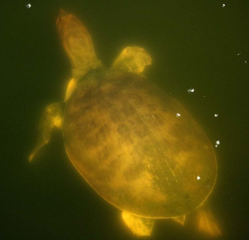 turtle1.jpg