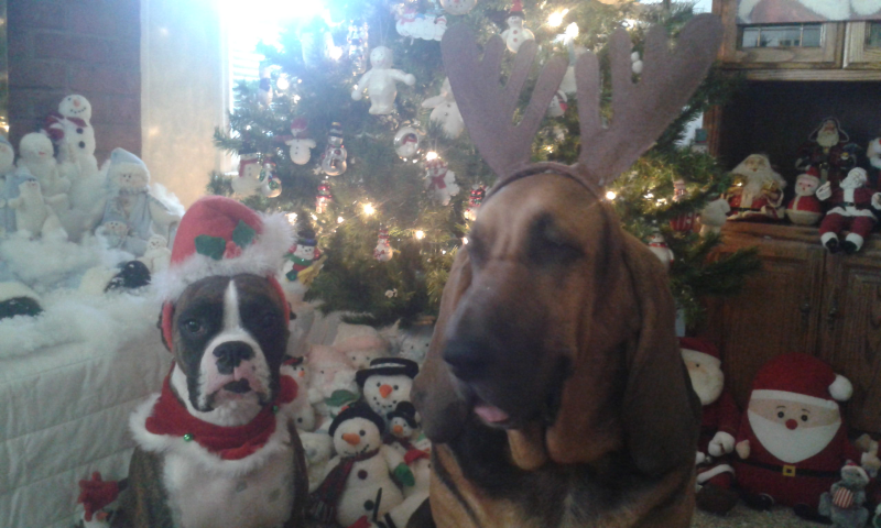 dixiedaiseychristmas1.png