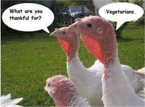 7263_turkeythankful.jpg