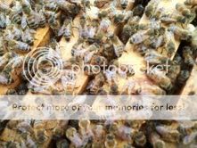 bees.jpg