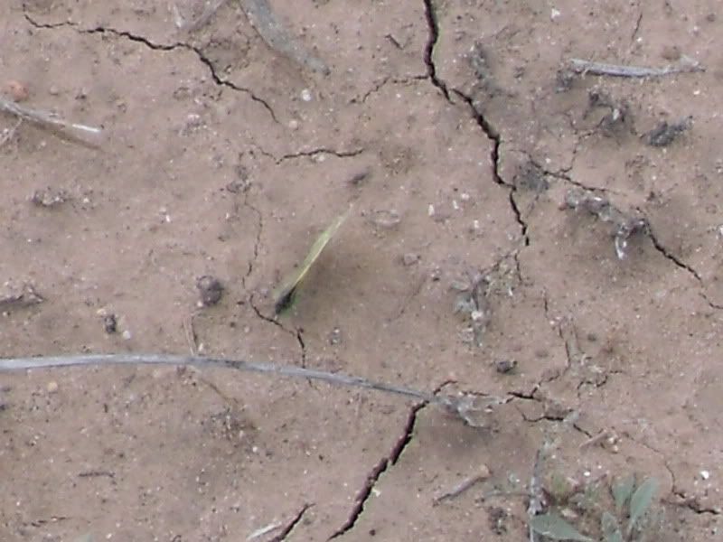 SDC13095.jpg